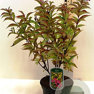 Weigela florida Moulin Rouge 30-40 cm 3,0L