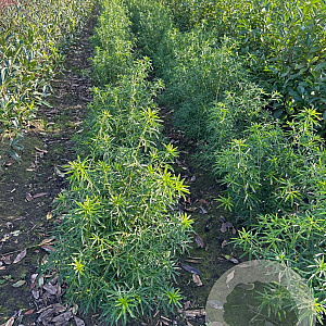 Choisya 'Aztec Pearl' 60-80 cm met kluit