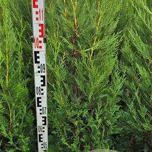 Cupressocyparis l. 'Tweeduizendéén' 120-140 cm met kluit