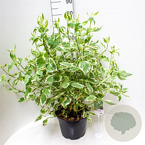 Cornus alba 'Elegantissima' 30-40 cm 3,0L