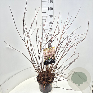 Deutzia rosea 80-100 cm 10L