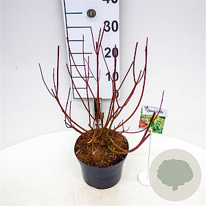 Cornus alba 'Gouchaultii' 30-40 cm 3,0L