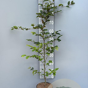 Fagus sylvatica 100-120 cm 3,0L