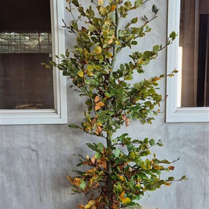 Fagus sylvatica 200-225 cm wortelgoed
