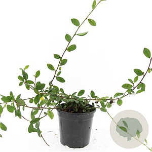 Fagus sylvatica 175-200 cm met kluit