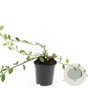 Fagus sylvatica 175-200 cm met kluit