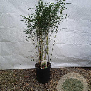 Fargesia robusta 'Campbell' 100-125 cm 15L