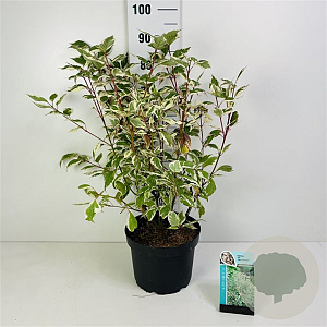 Cornus alba 'Sibirica Variegata' 25-30 cm 2,0L