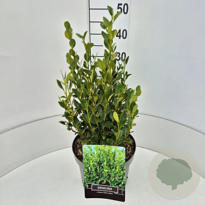 Griselinia littor. Green Horizon 40-50 cm 10L