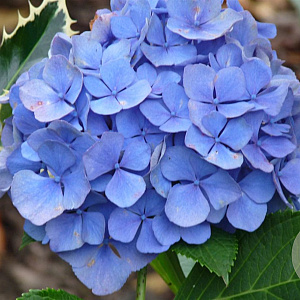 Hydrangea m. 'Endl. Sum.' - blauw GM C3