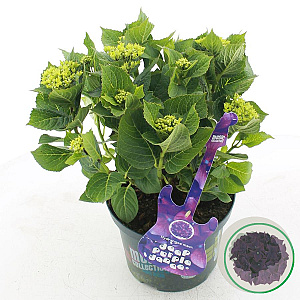 Hydrangea m. M. C. D. Purple Dance 30-40 cm 5,0L paars