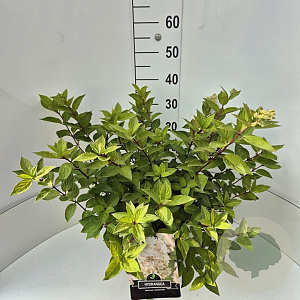 Hydrangea pan. 'Grandiflora' 40-50 cm 10L