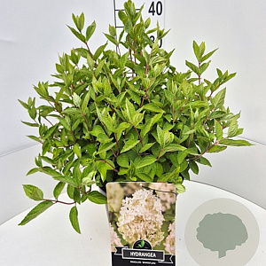 Hydrangea pan. 'Grandiflora' 40-50 cm 10L