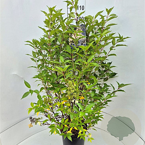 Hydrangea pan. 'Kyushu' 100-120 cm 10L