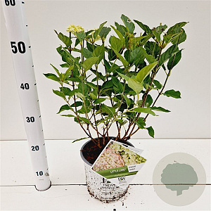 Hydrangea pan. Little Lime 30-40 cm 3,0L
