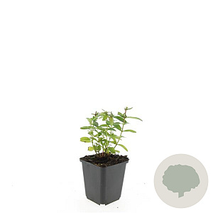 Hypericum calycinum GM P9