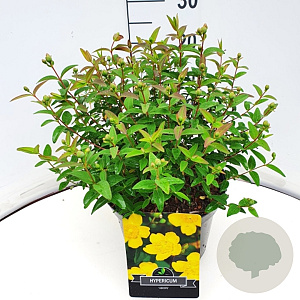 Hypericum 'Hidcote' 30 cm 10L