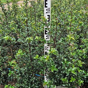 Ilex aquipernyi Dragon Lady 80-100 cm met kluit