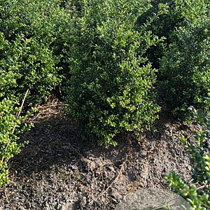 Ilex crenata 'Convexa' 50-60 cm met kluit