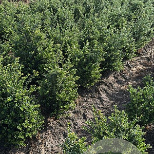 Ilex crenata 'Convexa' 50-60 cm met kluit