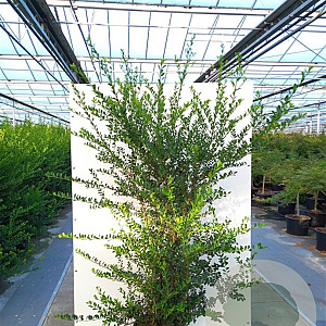Ilex crenata 'Green Hedge' 120-140 cm met kluit