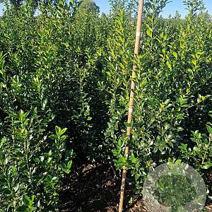 Ilex meserv. Blue Maid 100-125 cm met kluit