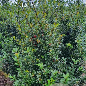 Ilex meserv. Blue Maid 125-150 cm met kluit
