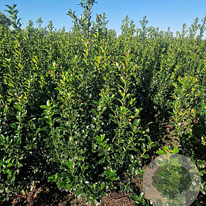 Ilex meserv. Blue Maid 125-150 cm met kluit
