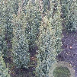 Juniperus comm. 'Hibernica' 60-80 cm met kluit