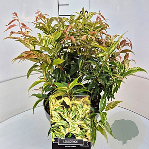 Leucothoe f. 'Rainbow' 30-40 cm 10L