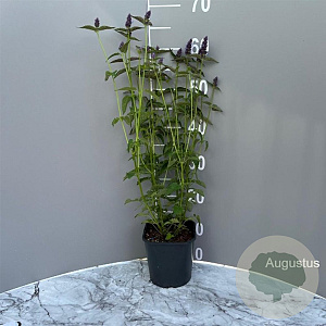 Agastache 'Black Adder' GM 2,0L