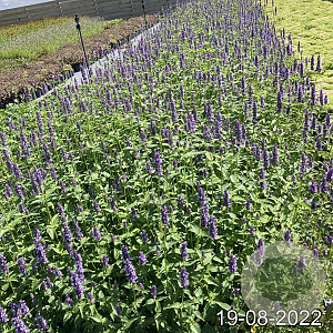 Agastache 'Black Adder' GM 2,0L