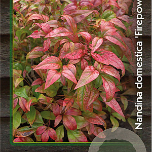 Nandina d. 'Firepower' 30-40 cm 10L