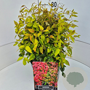 Nandina d. 'Firepower' 30-40 cm 10L