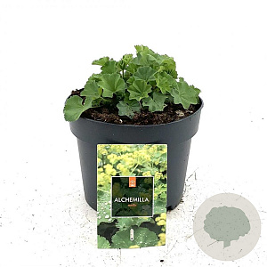 Alchemilla mollis GM 2,0L
