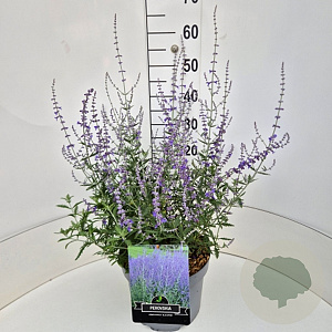 Perovskia 'Blue Spire' 60-70 cm 10L