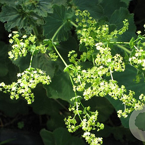 Alchemilla mollis 'Irish Silk' GM P9