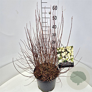 Philadelphus 'Manteau d'Hermine' 60-80 cm 10L