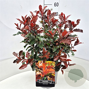 Photinia Magical Volcano 40-50 cm 10L