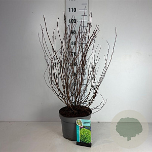 Physocarpus opulif. 'Dart's Gold' 60-80 cm 10L