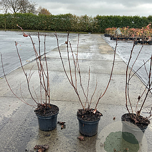 Physocarpus opulif. 'Red Baron' 60-80 cm 3,0L