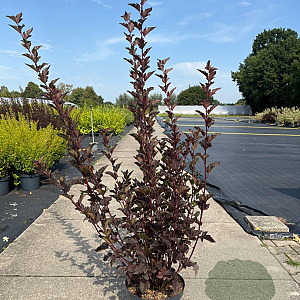 Physocarpus opulif. 'Red Baron' 80-100 cm 10L