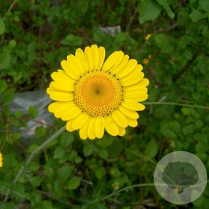 Anthemis tinctoria GM P9