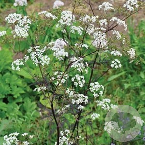 Anthriscus sylvestris GM P9