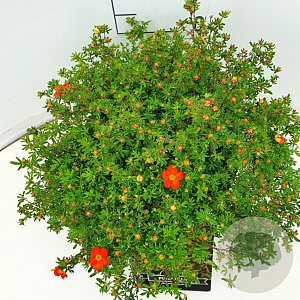 Potentilla f. 'Red Ace' 40-60 cm 10L