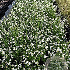 Aster ageratoides 'Ashvi' GM P9