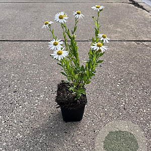 Aster ageratoides 'Ashvi' GM P9
