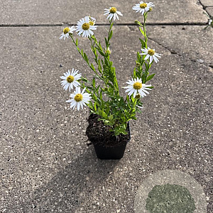 Aster ageratoides 'Ashvi' GM P9