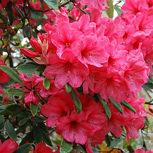 Rhododendron 'Anna Rose Whitney' 70-80 cm 15L
