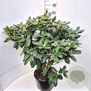 Rhododendron 'Catawb. Grandiflorum' 80-100 cm 10L